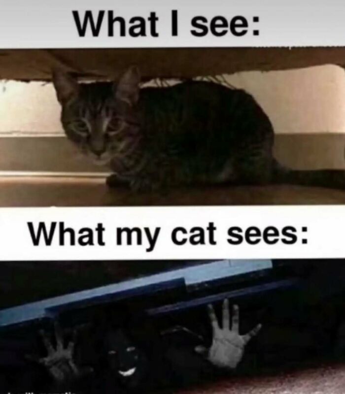 79 Silly And Cute Animal Memes That Might Be Exactly What Your Day Needs