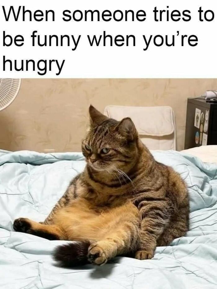 79 Silly And Cute Animal Memes That Might Be Exactly What Your Day Needs