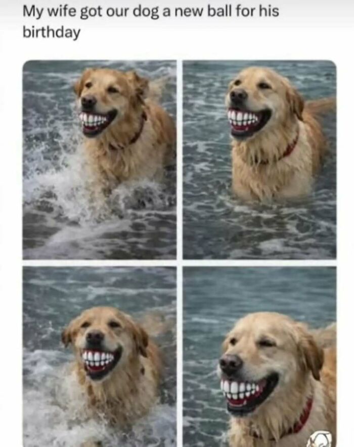 79 Silly And Cute Animal Memes That Might Be Exactly What Your Day Needs