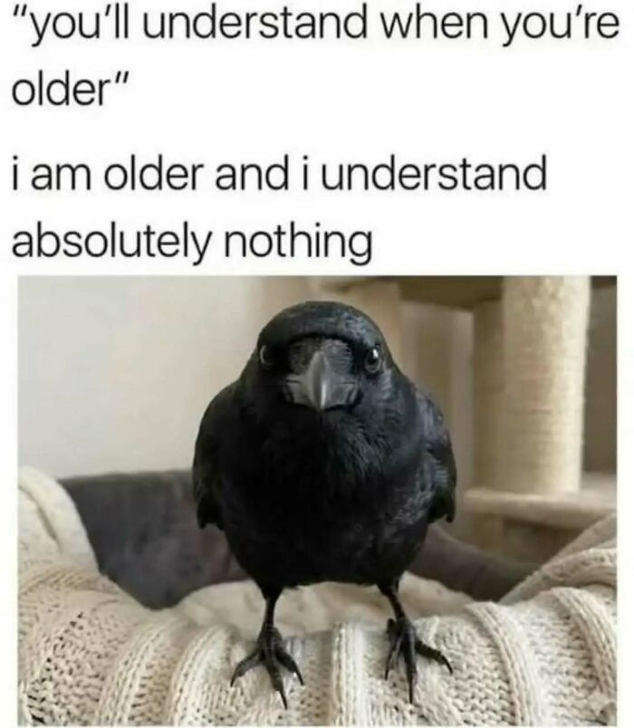 79 Silly And Cute Animal Memes That Might Be Exactly What Your Day Needs