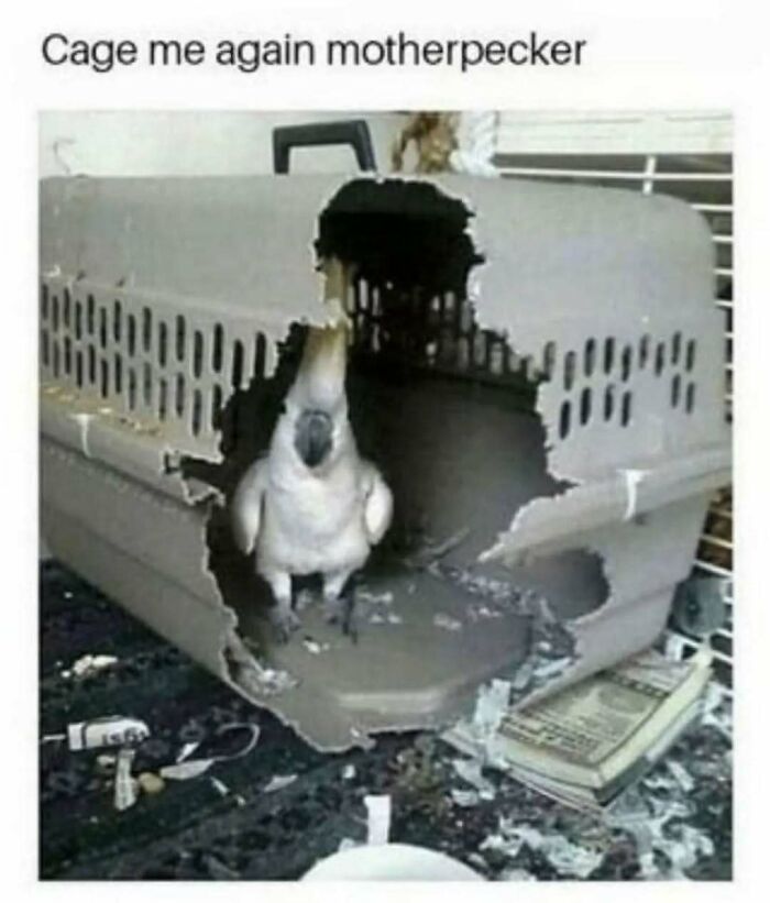 79 Silly And Cute Animal Memes That Might Be Exactly What Your Day Needs