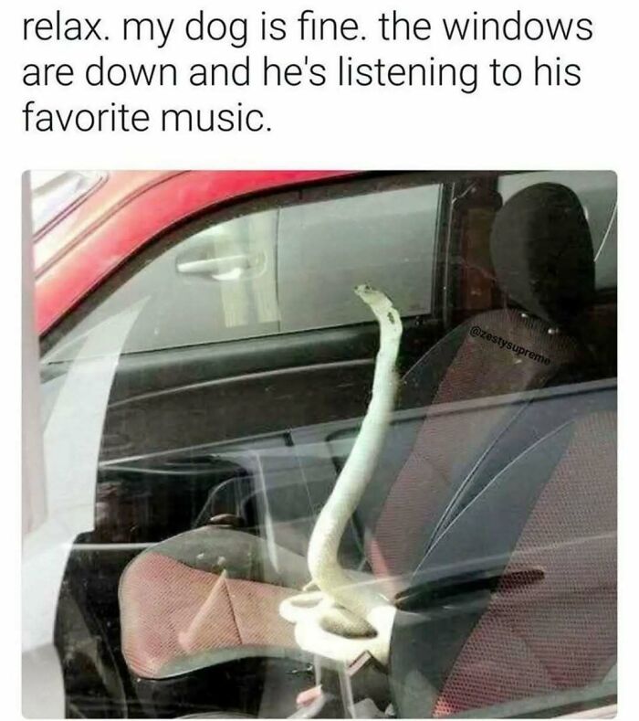 79 Silly And Cute Animal Memes That Might Be Exactly What Your Day Needs