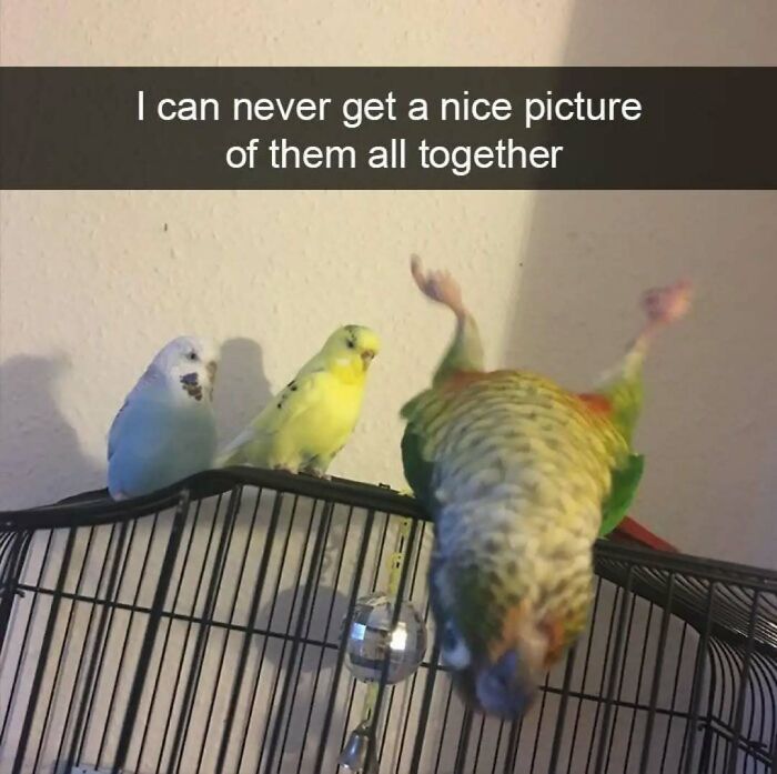 79 Silly And Cute Animal Memes That Might Be Exactly What Your Day Needs