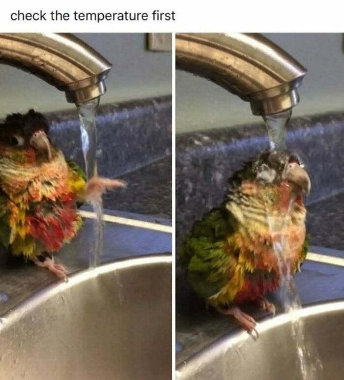 79 Silly And Cute Animal Memes That Might Be Exactly What Your Day Needs