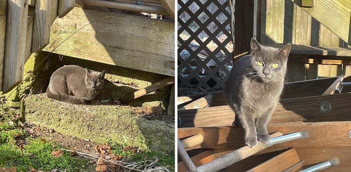 Artist Turned Her Unexpected Bond With A Stray Cat Into A Heartwarming Comic Series Artist Turned Her Unexpected Bond With A Stray Cat Into A Heartwarming Comic Series