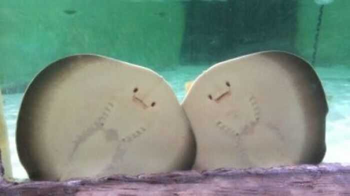 63 Oddly Wholesome Images To Make You Breathe A Little Easier Today