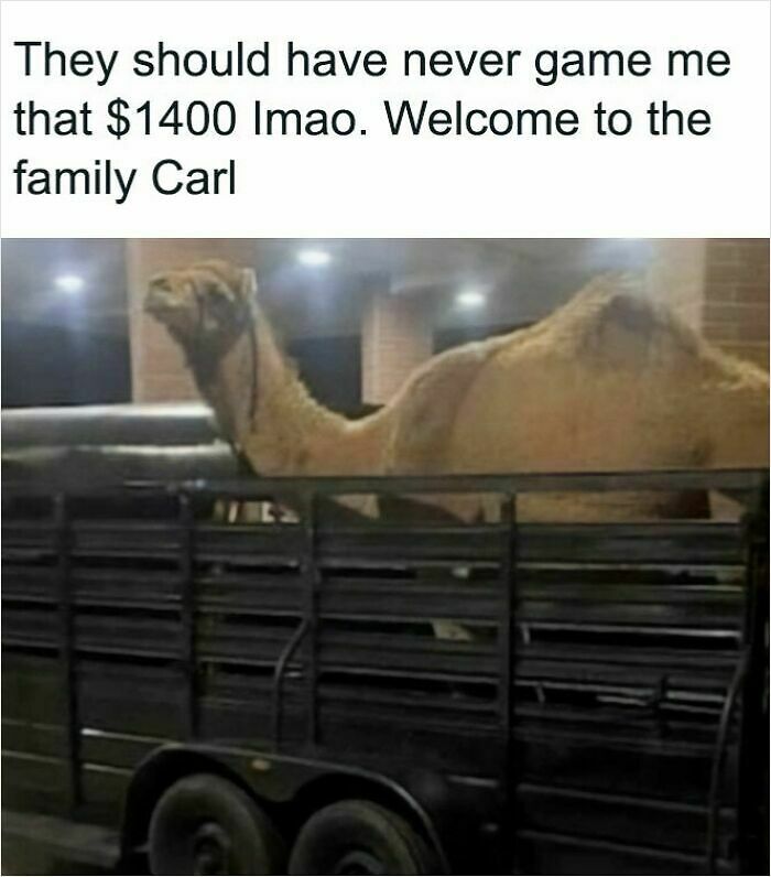 63 Oddly Wholesome Images To Make You Breathe A Little Easier Today
