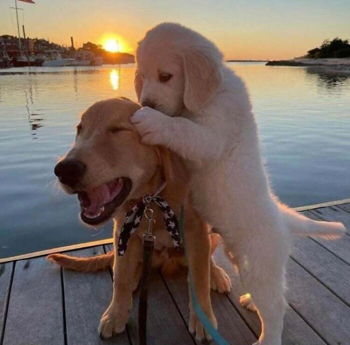 63 Oddly Wholesome Images To Make You Breathe A Little Easier Today