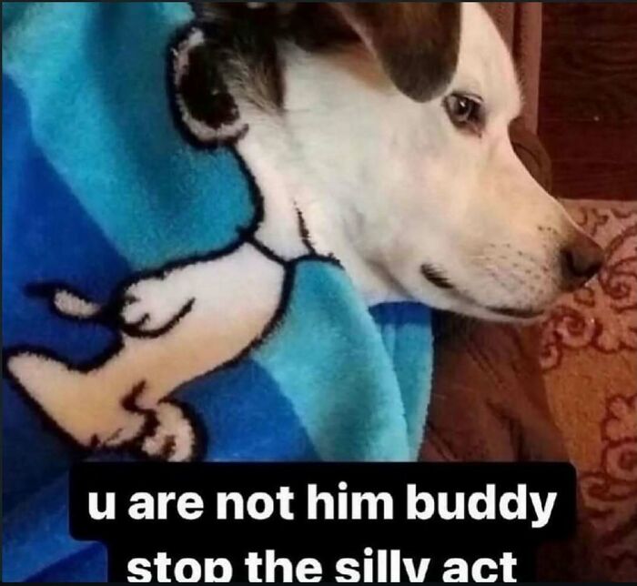 68 Memes So Unhinged, They Might Be The Only Thing You Need To Change Your Mood