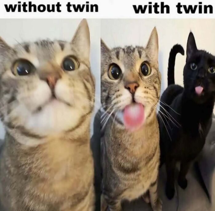 68 Memes So Unhinged, They Might Be The Only Thing You Need To Change Your Mood