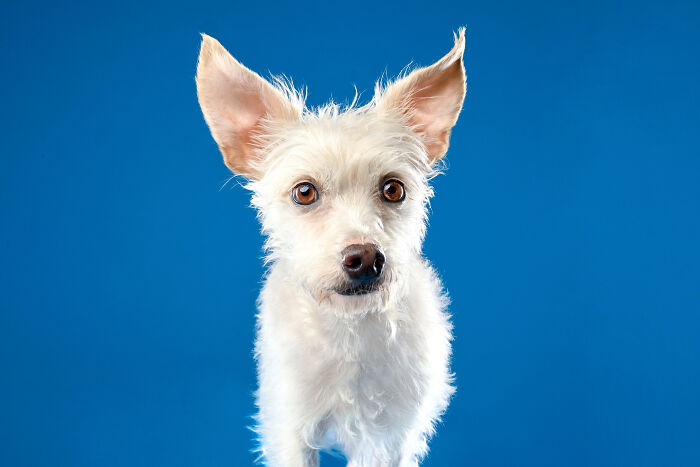 Former Chicago Tribune Photojournalist Launches Unique Project For Shelter Animals (11 Pics) Former Chicago Tribune Photojournalist Launches Unique Project For Shelter Animals (11 Pics)