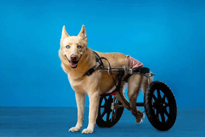 Former Chicago Tribune Photojournalist Launches Unique Project For Shelter Animals (11 Pics) Former Chicago Tribune Photojournalist Launches Unique Project For Shelter Animals (11 Pics)