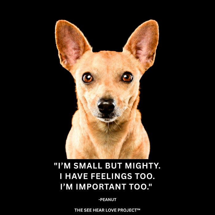 Former Chicago Tribune Photojournalist Launches Unique Project For Shelter Animals (11 Pics) Former Chicago Tribune Photojournalist Launches Unique Project For Shelter Animals (11 Pics)