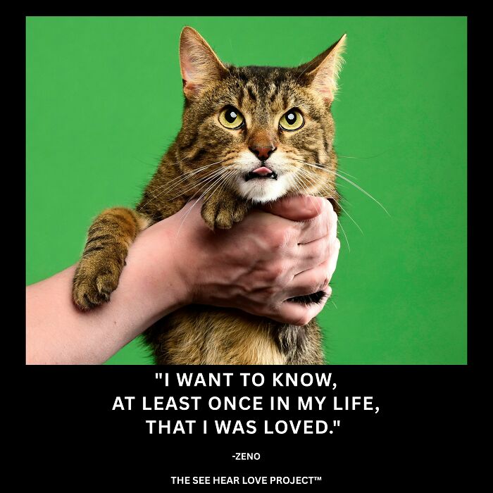 Former Chicago Tribune Photojournalist Launches Unique Project For Shelter Animals (11 Pics) Former Chicago Tribune Photojournalist Launches Unique Project For Shelter Animals (11 Pics)
