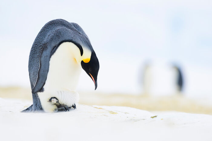 25 Stunning Photos From The 2026 International Nature Photography Festival 25 Stunning Photos From The 2026 International Nature Photography Festival