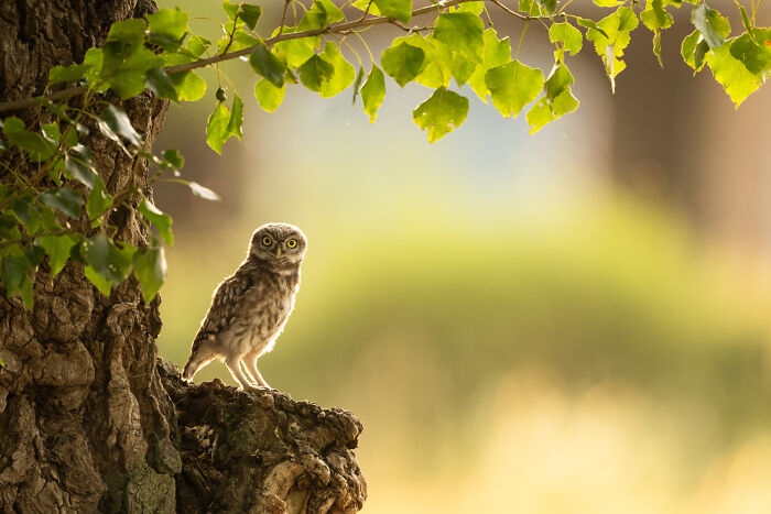 25 Stunning Photos From The 2026 International Nature Photography Festival 25 Stunning Photos From The 2026 International Nature Photography Festival
