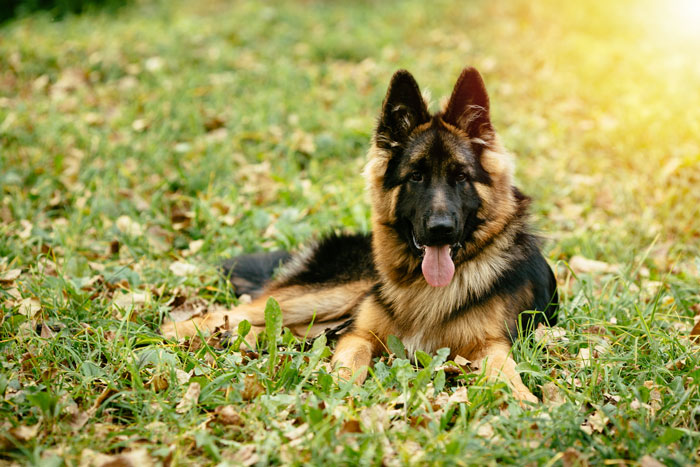 MIL Spends Eight Years Demanding Grandchildren And Ends Her Visits Forever By Kicking A Senior Dog
