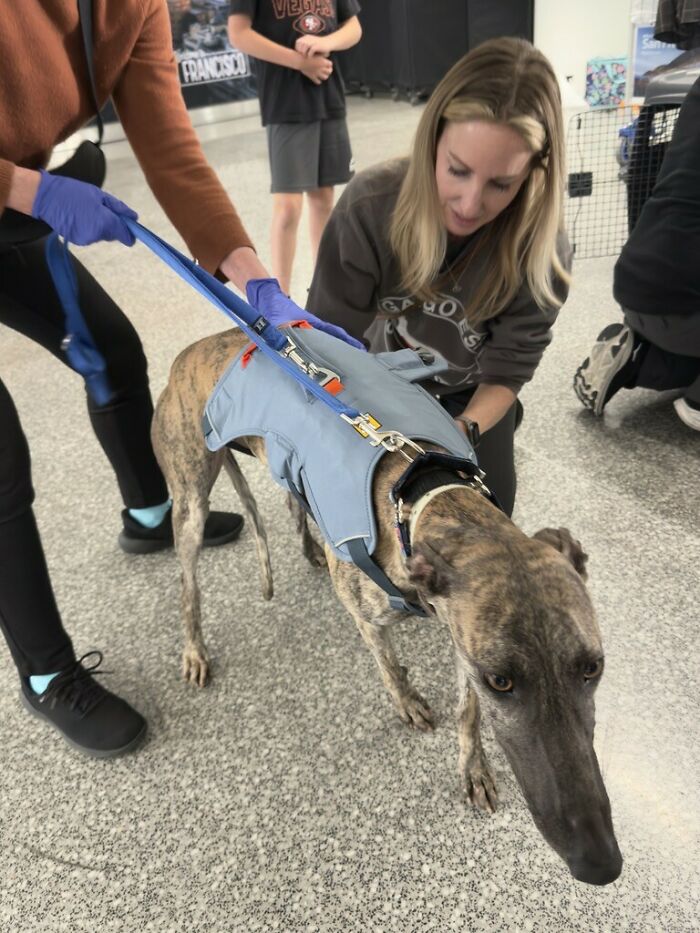 This Photographer Brought Five Rescued Spanish Galgos To The USA And Turned Their Story Into Art