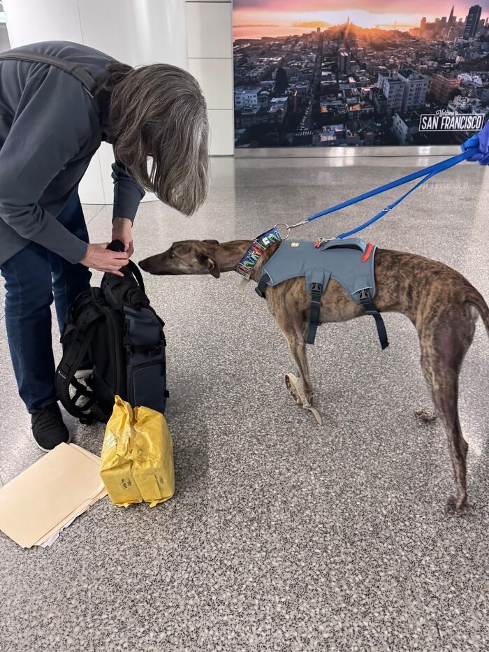 This Photographer Brought Five Rescued Spanish Galgos To The USA And Turned Their Story Into Art