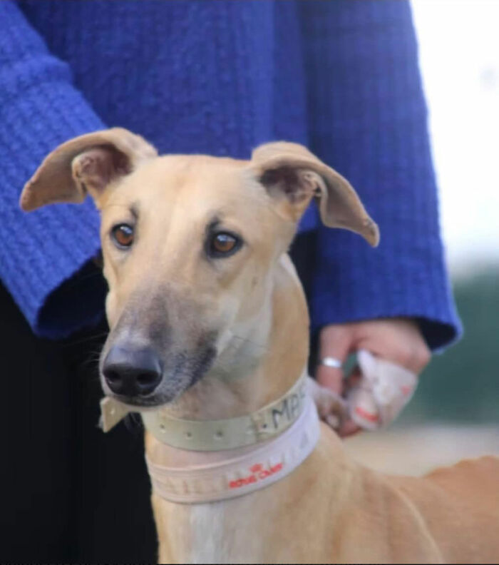 This Photographer Brought Five Rescued Spanish Galgos To The USA And Turned Their Story Into Art