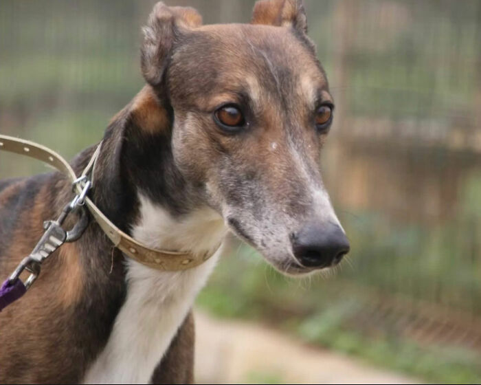 This Photographer Brought Five Rescued Spanish Galgos To The USA And Turned Their Story Into Art