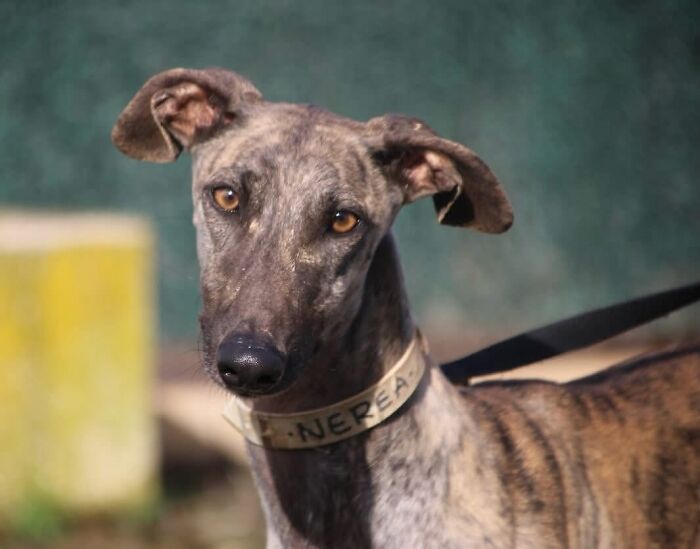 This Photographer Brought Five Rescued Spanish Galgos To The USA And Turned Their Story Into Art