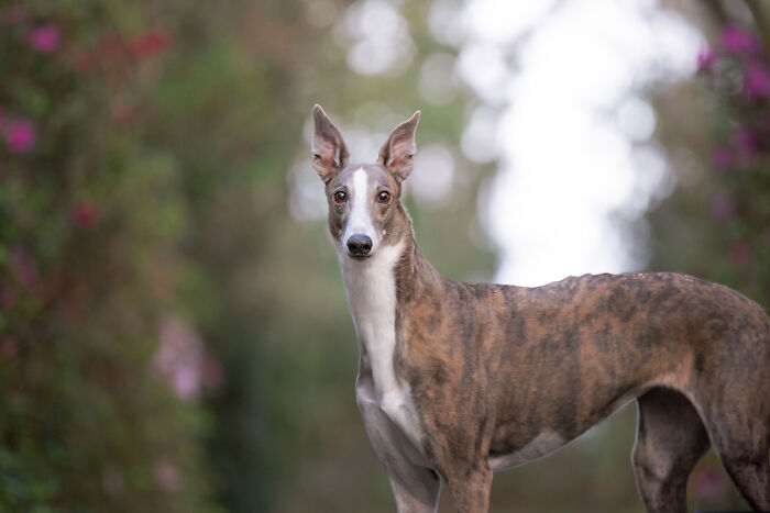 This Photographer Brought Five Rescued Spanish Galgos To The USA And Turned Their Story Into Art