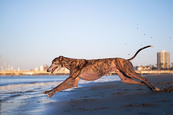 This Photographer Brought Five Rescued Spanish Galgos To The USA And Turned Their Story Into Art