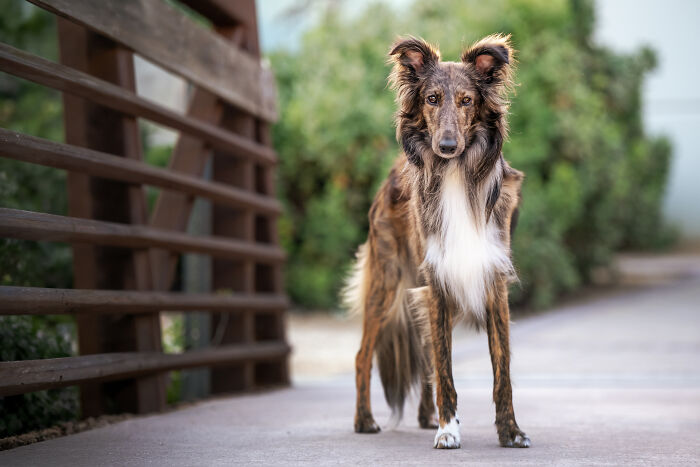 This Photographer Brought Five Rescued Spanish Galgos To The USA And Turned Their Story Into Art