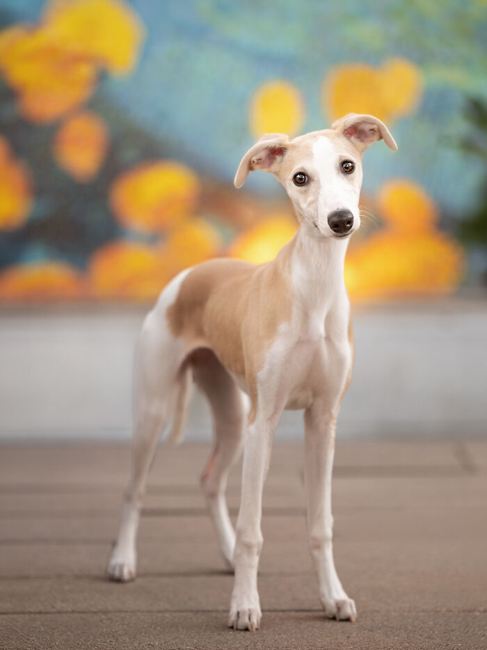 This Photographer Brought Five Rescued Spanish Galgos To The USA And Turned Their Story Into Art