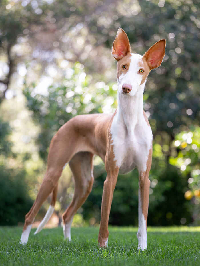 This Photographer Brought Five Rescued Spanish Galgos To The USA And Turned Their Story Into Art