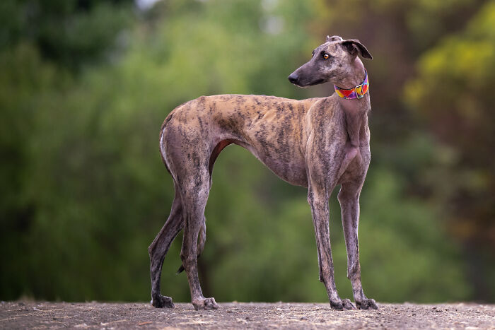 This Photographer Brought Five Rescued Spanish Galgos To The USA And Turned Their Story Into Art