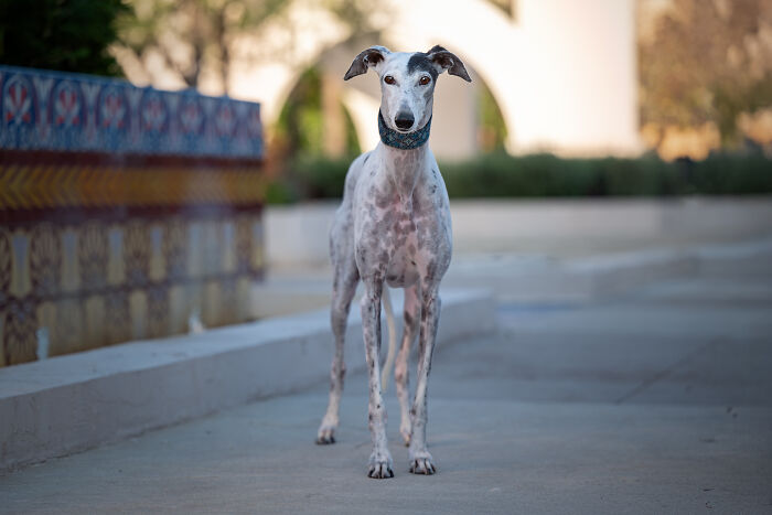 This Photographer Brought Five Rescued Spanish Galgos To The USA And Turned Their Story Into Art