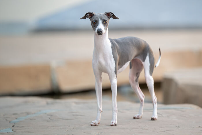 This Photographer Brought Five Rescued Spanish Galgos To The USA And Turned Their Story Into Art