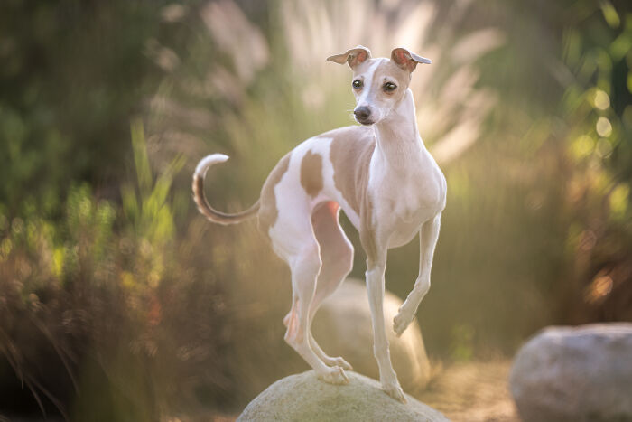 This Photographer Brought Five Rescued Spanish Galgos To The USA And Turned Their Story Into Art