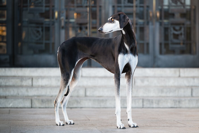 This Photographer Brought Five Rescued Spanish Galgos To The USA And Turned Their Story Into Art