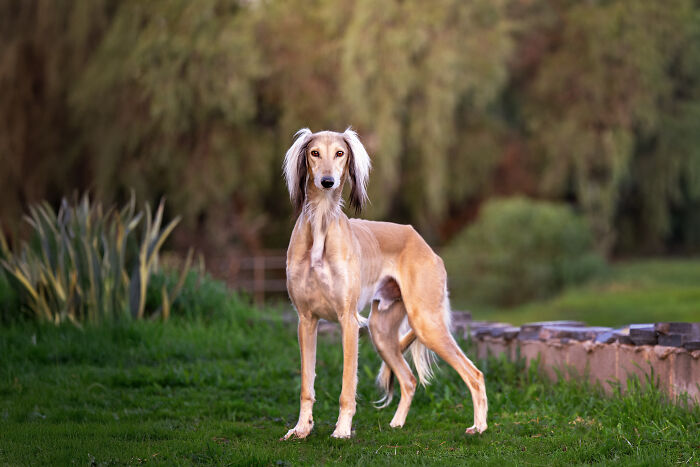 This Photographer Brought Five Rescued Spanish Galgos To The USA And Turned Their Story Into Art