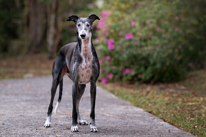 This Photographer Brought Five Rescued Spanish Galgos To The USA And Turned Their Story Into Art