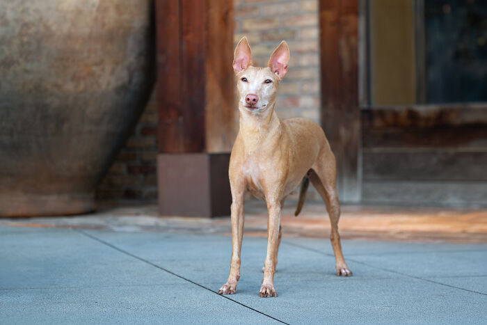 This Photographer Brought Five Rescued Spanish Galgos To The USA And Turned Their Story Into Art