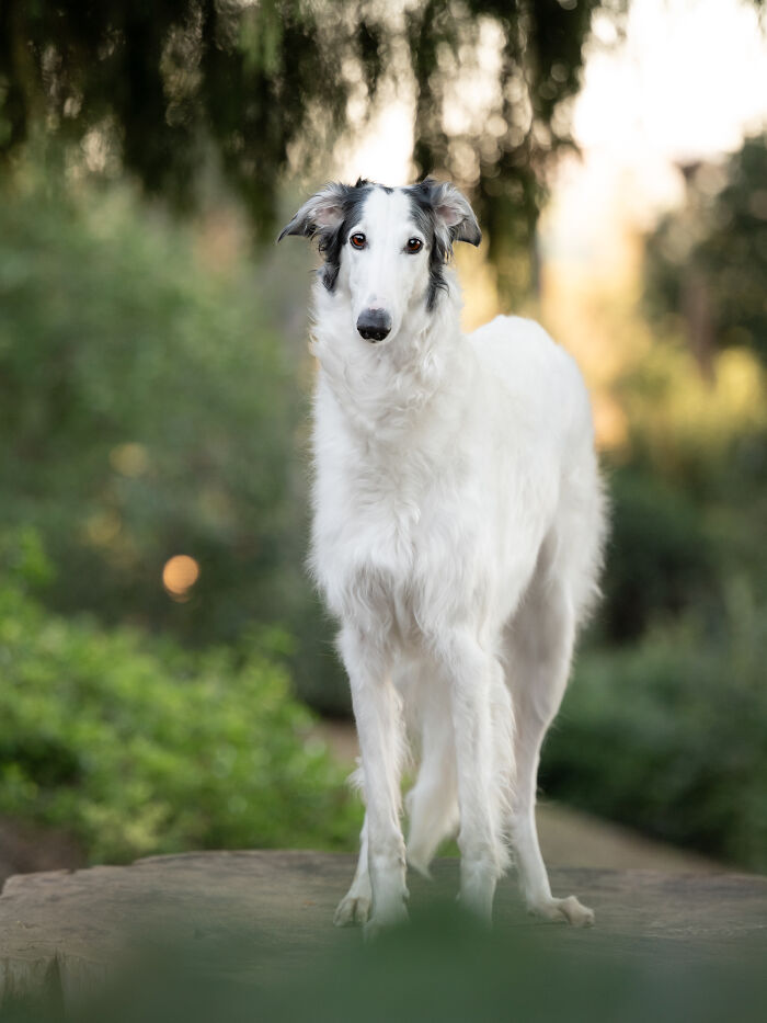 This Photographer Brought Five Rescued Spanish Galgos To The USA And Turned Their Story Into Art