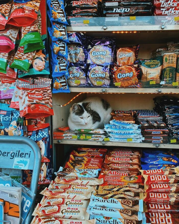 This Photographer Captured 58 Street Moments So Perfectly Timed They Look Almost Staged