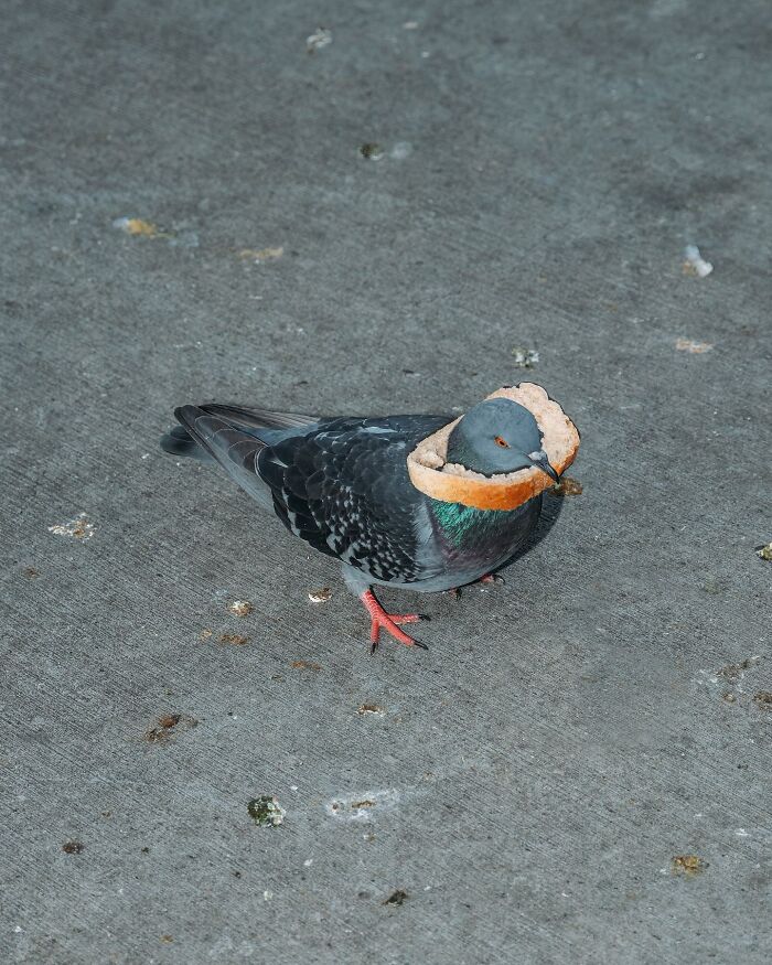 This Photographer Captured 58 Street Moments So Perfectly Timed They Look Almost Staged