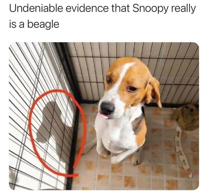 Dog Toy Maker BARK Shared 35 Relatable Memes That Prove They Know Their Target Audience Well Dog Toy Maker BARK Shared 35 Relatable Memes That Prove They Know Their Target Audience Well
