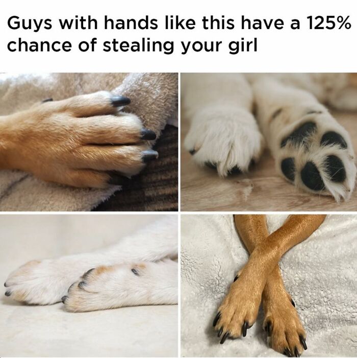 Dog Toy Maker BARK Shared 35 Relatable Memes That Prove They Know Their Target Audience Well Dog Toy Maker BARK Shared 35 Relatable Memes That Prove They Know Their Target Audience Well