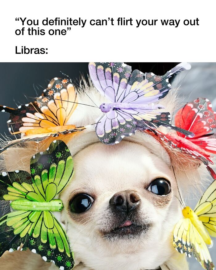 Dog Toy Maker BARK Shared 35 Relatable Memes That Prove They Know Their Target Audience Well Dog Toy Maker BARK Shared 35 Relatable Memes That Prove They Know Their Target Audience Well