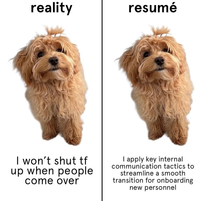 Dog Toy Maker BARK Shared 35 Relatable Memes That Prove They Know Their Target Audience Well Dog Toy Maker BARK Shared 35 Relatable Memes That Prove They Know Their Target Audience Well