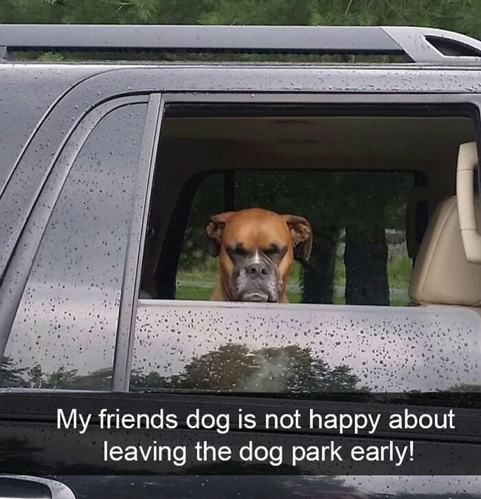Dog Toy Maker BARK Shared 35 Relatable Memes That Prove They Know Their Target Audience Well Dog Toy Maker BARK Shared 35 Relatable Memes That Prove They Know Their Target Audience Well