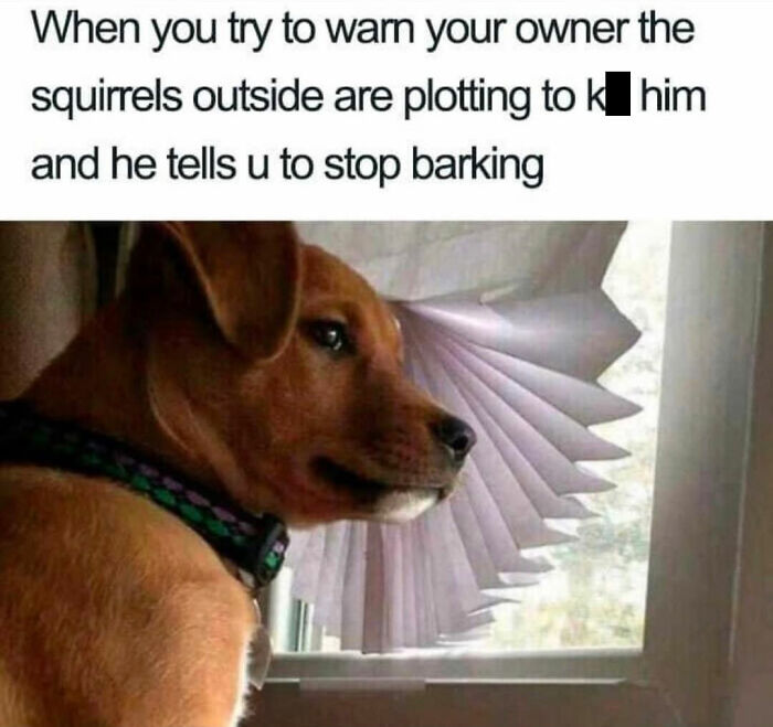 Dog Toy Maker BARK Shared 35 Relatable Memes That Prove They Know Their Target Audience Well Dog Toy Maker BARK Shared 35 Relatable Memes That Prove They Know Their Target Audience Well