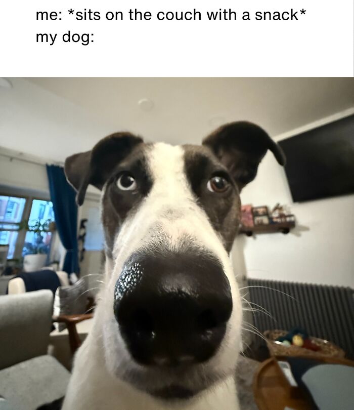 Dog Toy Maker BARK Shared 35 Relatable Memes That Prove They Know Their Target Audience Well Dog Toy Maker BARK Shared 35 Relatable Memes That Prove They Know Their Target Audience Well