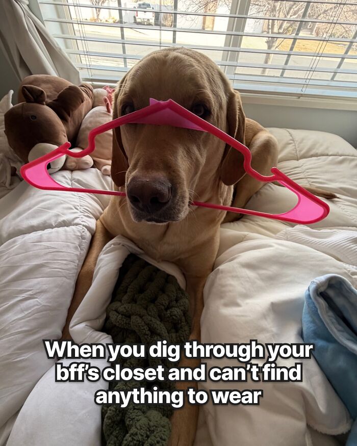 Dog Toy Maker BARK Shared 35 Relatable Memes That Prove They Know Their Target Audience Well Dog Toy Maker BARK Shared 35 Relatable Memes That Prove They Know Their Target Audience Well